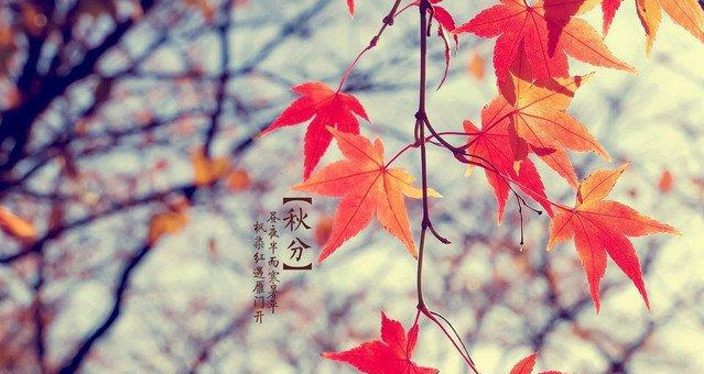 秋分的美丽（一场秋雨一场寒）