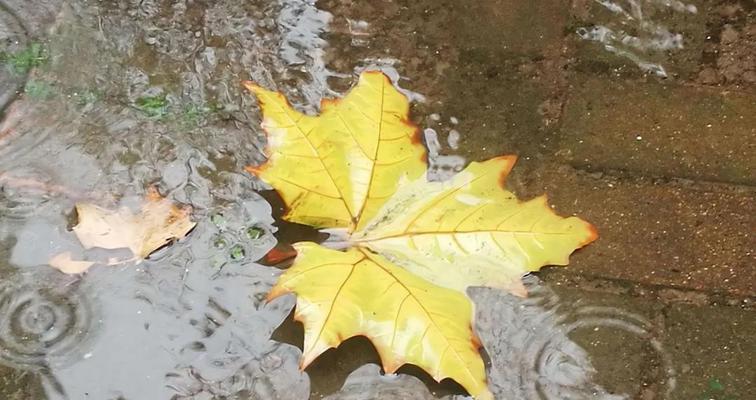 秋雨落凄凉，一场寒心事（回忆往事）