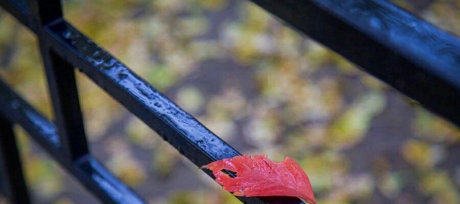 《秋雨一场寒：落叶飘舞的季节》