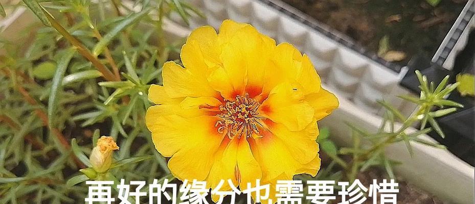 名言警句闪耀人生之光（用优美短句点亮心灵）