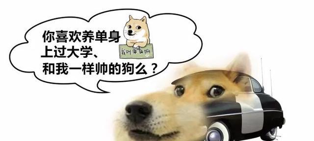 独自成影，单身狗的唯美句子（一句句让你心醉的句子）