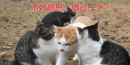 独自芳华，霸道不凋（爱上单身狗）