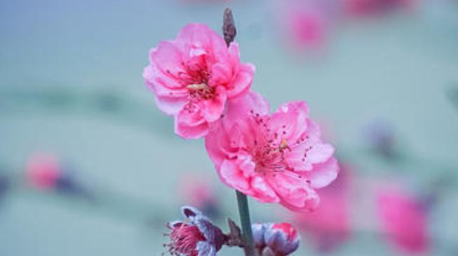 分享春节的欢乐，传递新年的祝福（分享春节的欢乐）