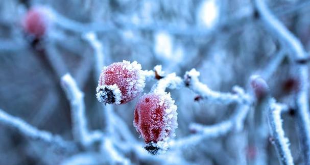 2024年天气变冷：冰雪封天