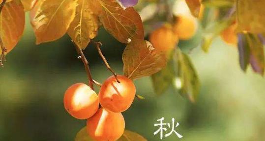 唯美短句，以诗代言（2024秋分祝福语）