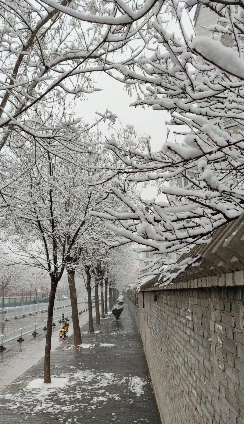 白雪纷飞，初冬美景（2024年第一场雪带给我的感动）