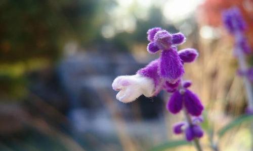 笑颜如花，生命因你而美丽（拥抱生活）