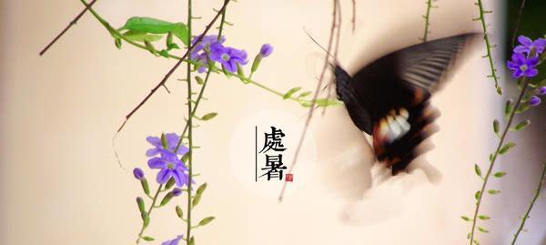 今日处暑，美丽如画（流金岁月）