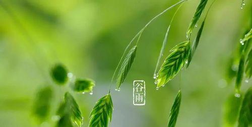 时光流转，谷雨细雨濛濛，添一份温暖（时光流转）