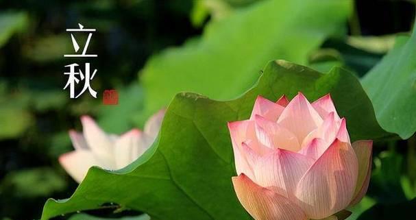 盛夏时光，如此美好（2024年立秋节气）