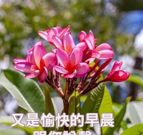 用最美的早安问候，温暖人心（2024最能打动人心的早安问候）