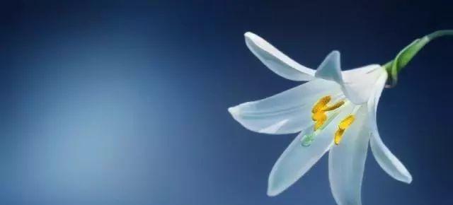 花语映心——以花的语句唯美的唯美句子发朋友圈（花香四溢）