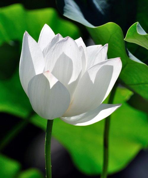 唯美荷花——淡雅清香，美丽柔情