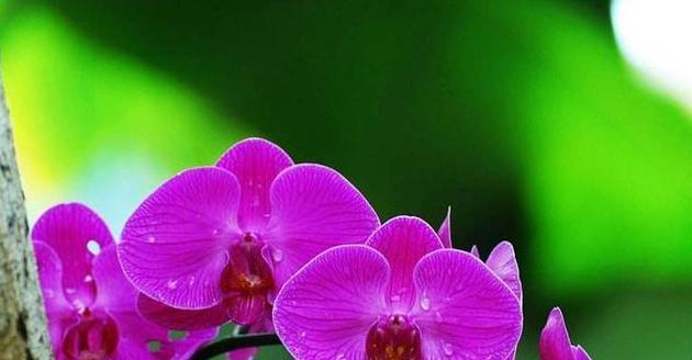 翩翩舞动，花间梦幻（翩翩舞动）