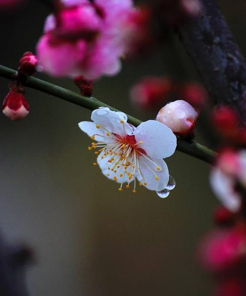 在春雨中放飞梦想（用心去感受）
