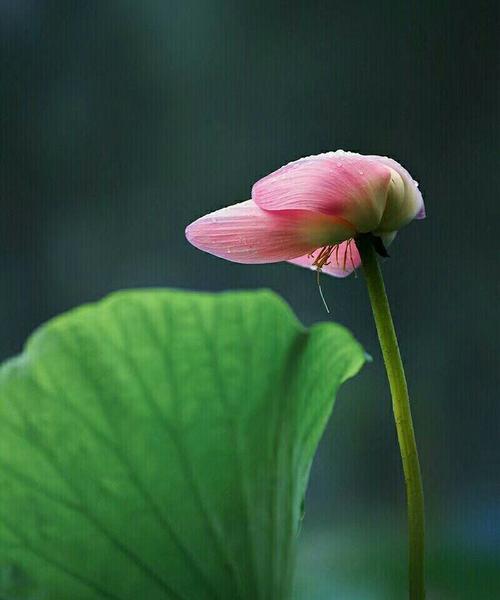 春花夏木（漫步季节更替间的故事）