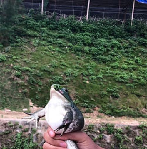 一次钓鱼经历让我彻底不贪吃了（爱吃的我）