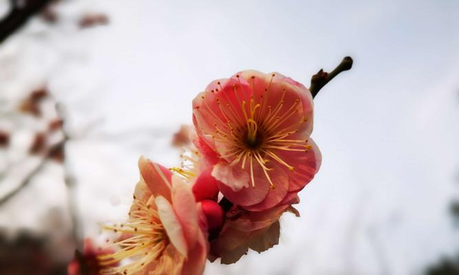 以梅花每一次花开，永不言败（一位勇士的奋斗之路）