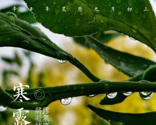 寒露祝福微信群发——落叶纷纷，秋意渐浓