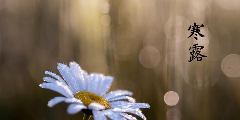 寒露时节，芳菲满园（25句唯美短语）