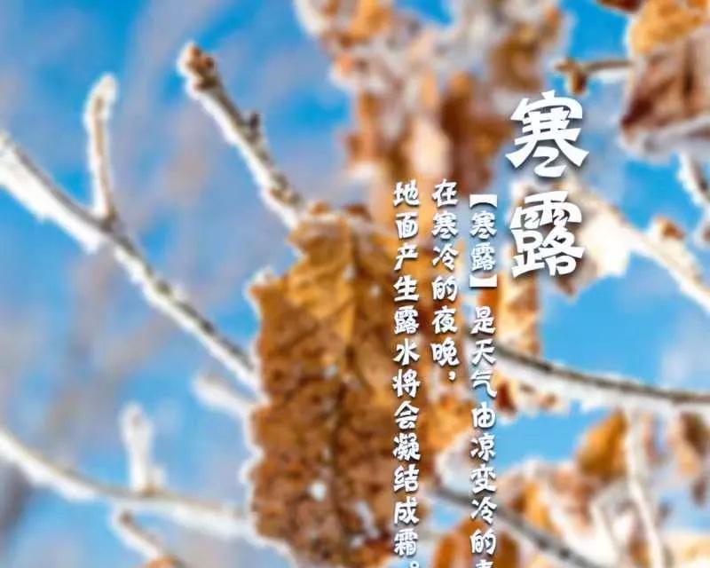 秋风送来我的祝福（寒露时节）