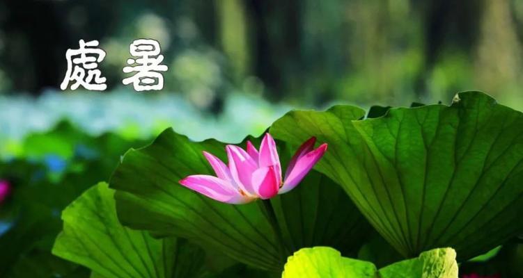 处暑喜悦，心境自在（25句唯美短句）