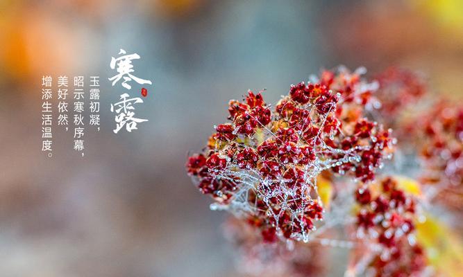 寒露，是秋天的回忆（寒露）