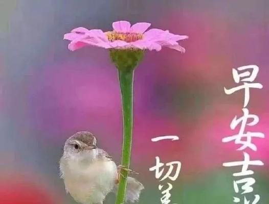 冬日暖心问候语（用唯美的语言送上温暖）