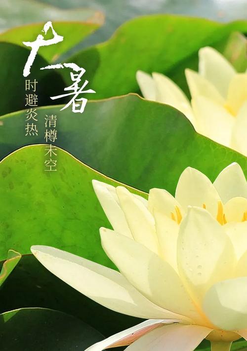 用文字描绘炎炎夏日的美（用文字描绘炎炎夏日的美）