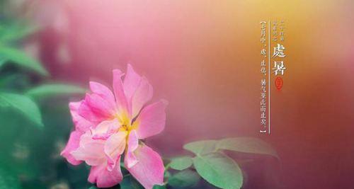 处暑快乐——回忆夏日美好
