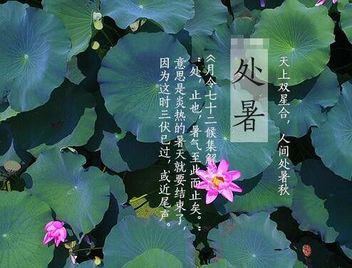 处暑，寒意渐浓（红叶飞舞）