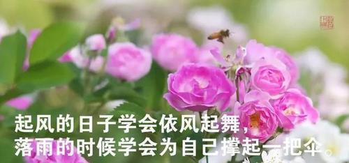 寒冬的朋友圈——寄托心情的乐章