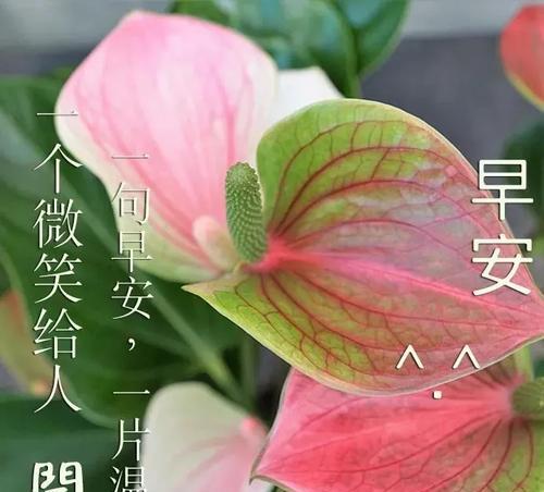 祝福之花：25句美好祝愿