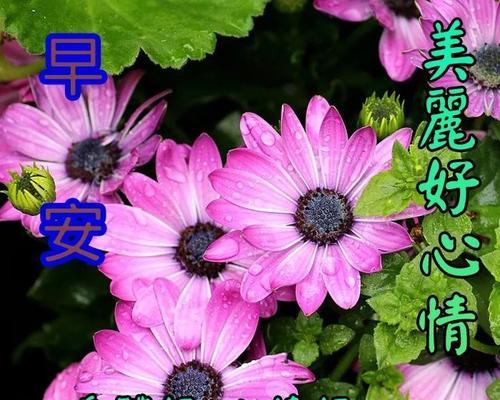 祝福唯美短句——让爱与美丽永存