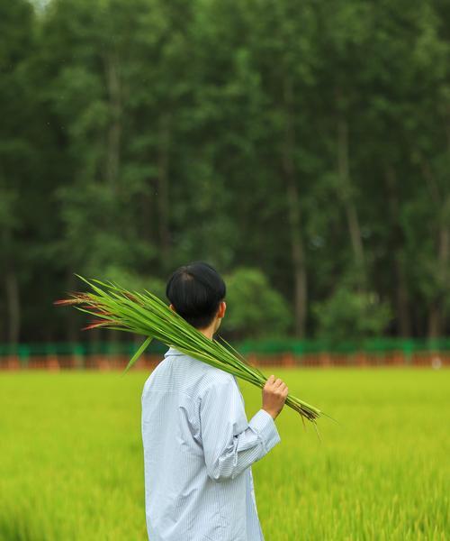 希望之田上的优秀（努力与奋斗）