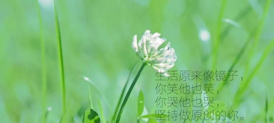 美丽的回忆（美丽的回忆）