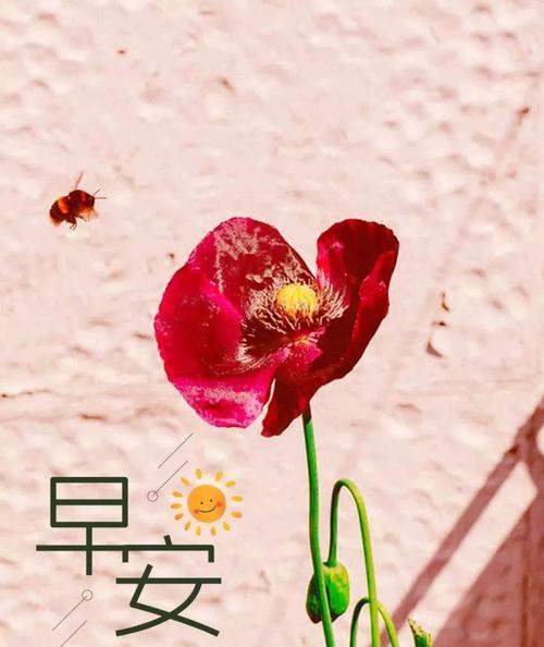追求正能量，成为精致女人（每日早安心语激励自己）