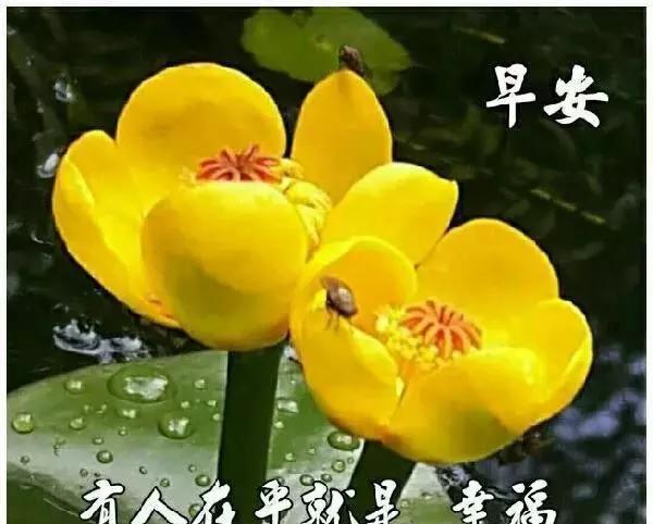 暖心早安问候语（温暖的阳光）