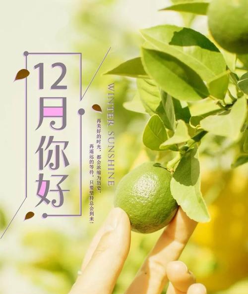 冬日微光，诗意盎然（探寻12月最美的短句）