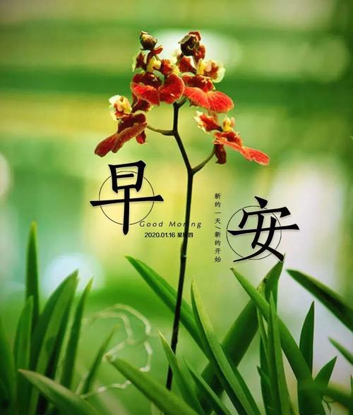 清晨的温暖祝福（每天早上一句早安心语）