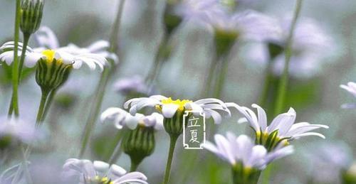 《最新立夏祝福句子，句句唯美诗意》（寄语春天）