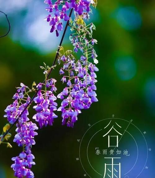 寻找生命之美（《谷雨经典句子84句》中的唯美短句）