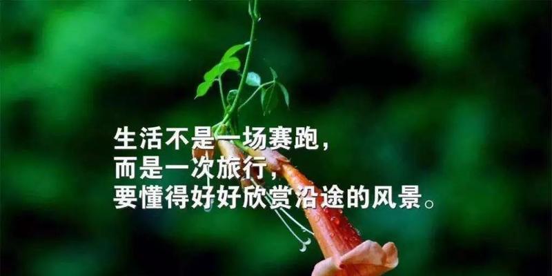 《波折人生：唯美句子集锦》