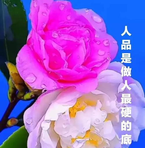 用人品的光芒照亮世界（用人品的光芒照亮世界）