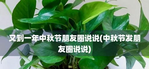 《中秋节幽默大赏》——用笑声迎接团圆夜
