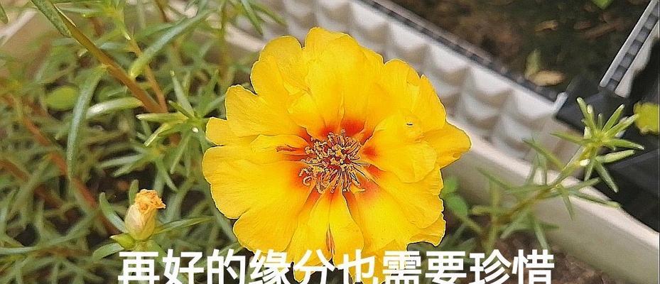 珍惜爱情——悦目之花