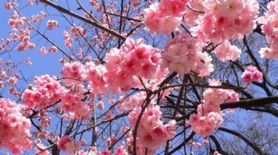 樱花之美（绽放在春风中的那份绝美）