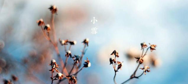 寒梅枝头盛开，一幅美丽的冬景