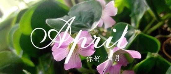 四月你好唯美好句有哪些？如何用它们点亮你的春天？