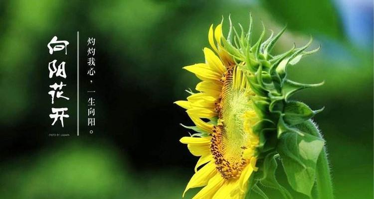 四月再见五月你好好句短句是什么意思？如何用在日常生活中？